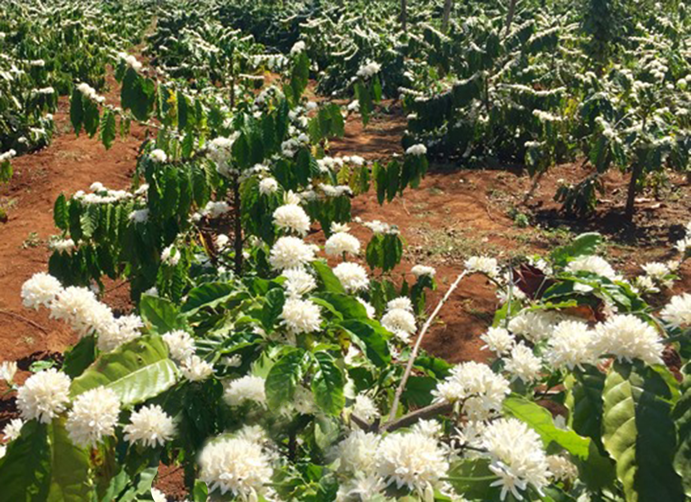 nguồn gốc cây cà phê rất thích hợp trồng ở vùng nhiệt đới nguồn gốc cây cà phê rất thích hợp trồng ở vùng nhiệt đới