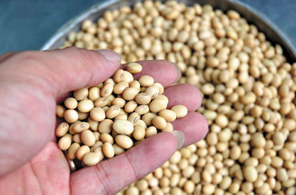 đậu nành rang giá sỉ đậu nành rang giá sỉ