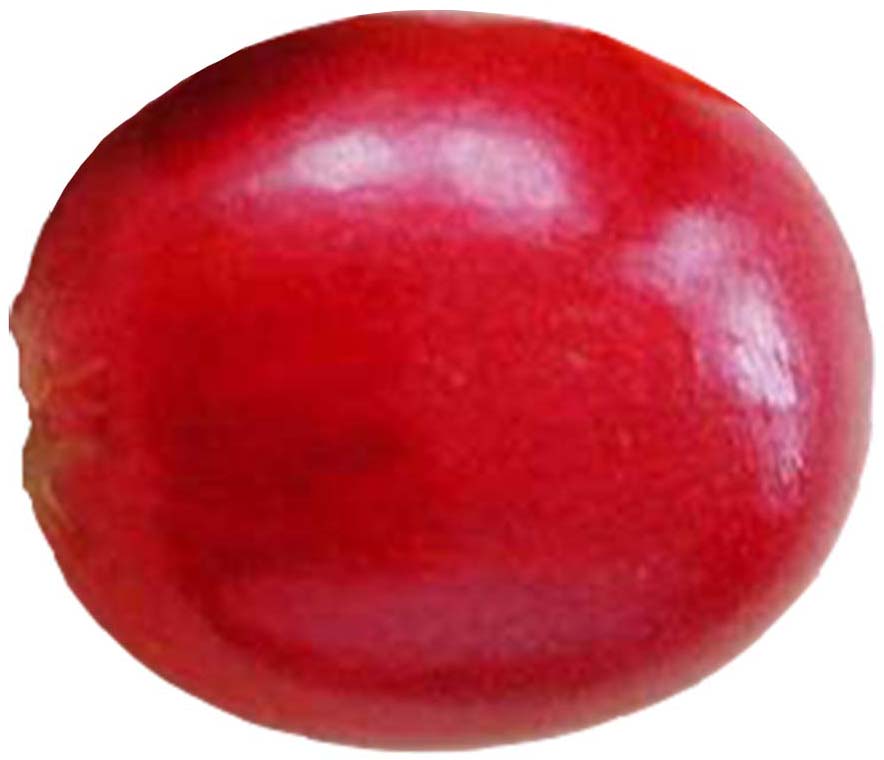 Hình dạng và cấu tạo hạt cà phê nhân motherland coffee Hình dạng và cấu tạo hạt cà phê nhân motherland coffee