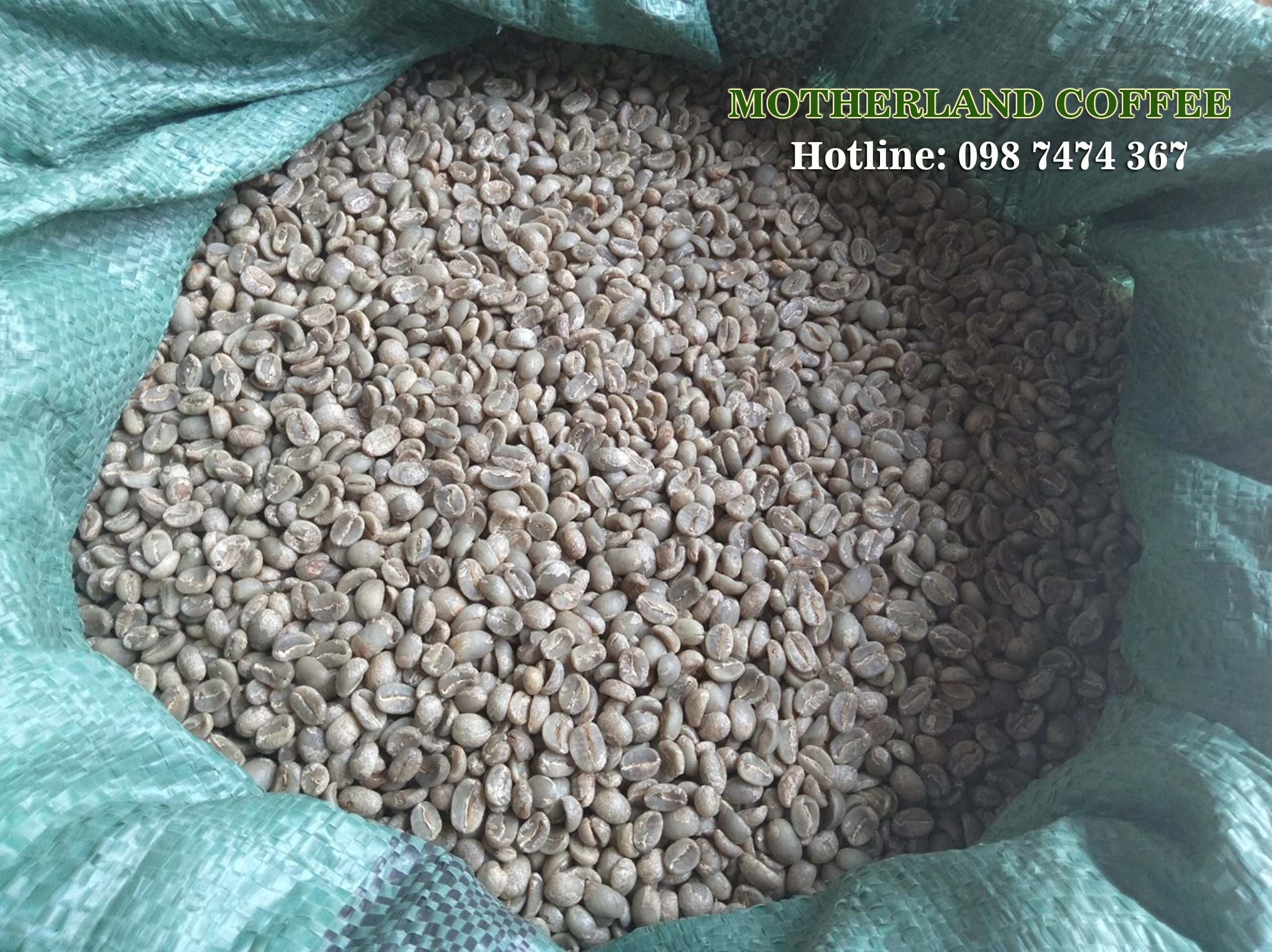 cà phê nhân xanh và nhiệt độ rang cà phê gia công