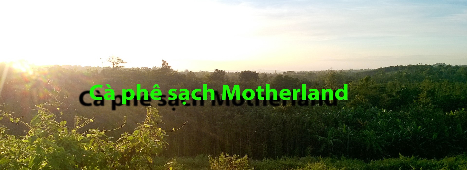 Cà phê sạch Motherland