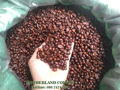 CUNG CẤP CÀ PHÊ HẠT NGUYÊN CHẤT GIÁ SỈ CHO QUÁN - MOTHERLAND COFFEE