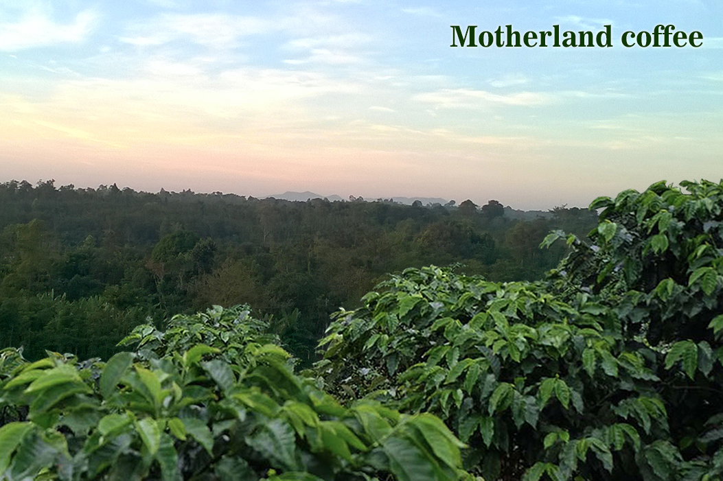 cà phê espresso giá sỉ cho quán - vùng đồi núi trồng cà phê Motherland cà phê espresso giá sỉ cho quán - vùng đồi núi trồng cà phê Motherland