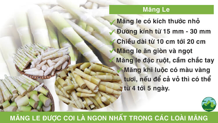 Tổng Hợp Các Loại Măng Trên Thị Trường Hiện Nay