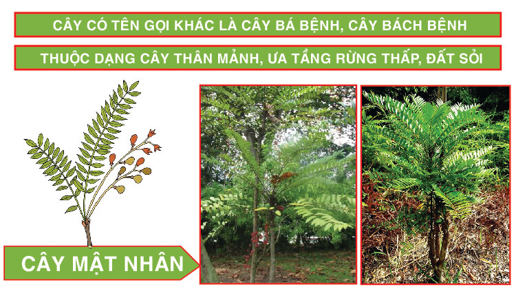 Cây mật nhân Cây mật nhân
