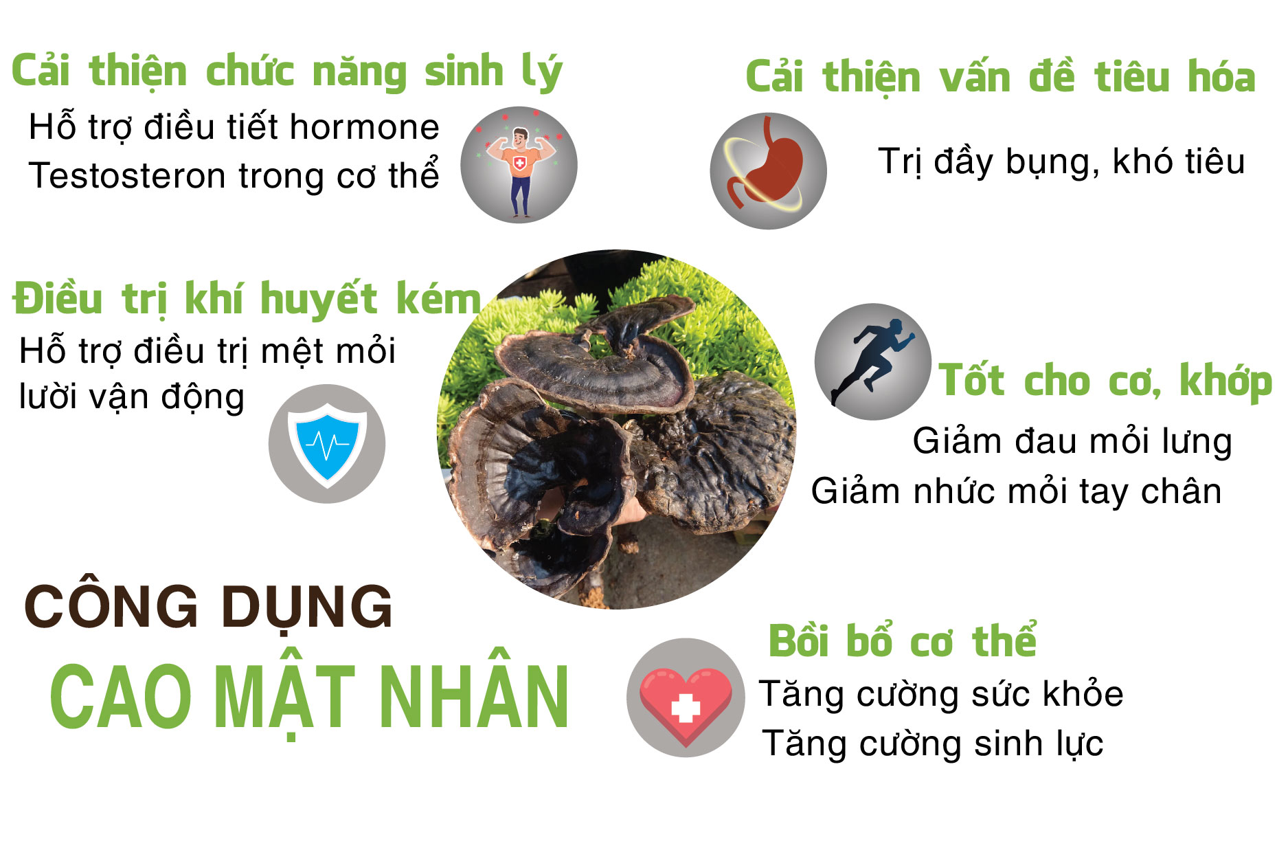 công dụng cao mật nhân công dụng cao mật nhân