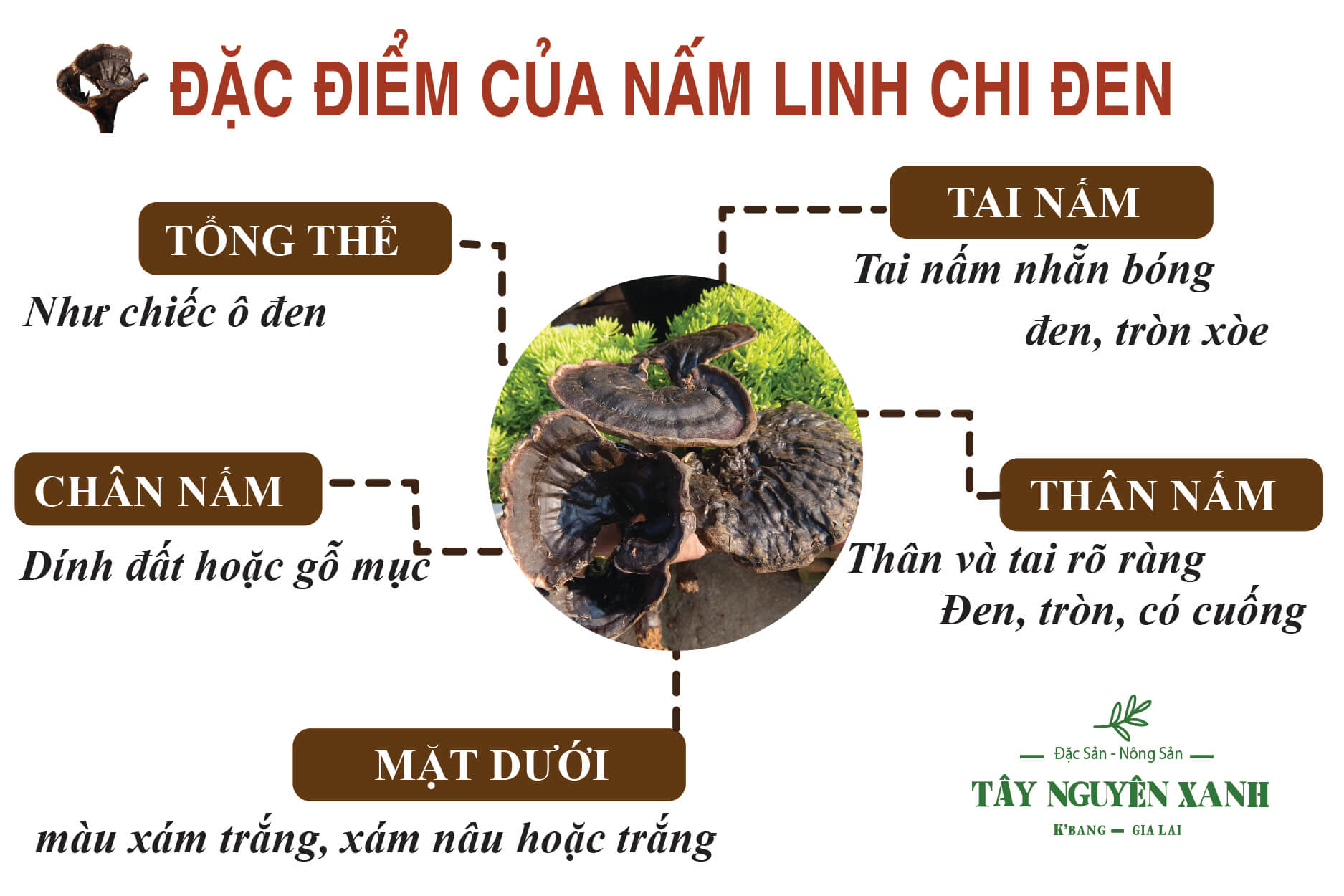 Đặc điểm của nấm linh chi đen tự nhiên Đặc điểm của nấm linh chi đen tự nhiên