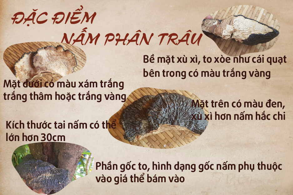 đặc điểm nấm cứt trâu đặc điểm nấm cứt trâu
