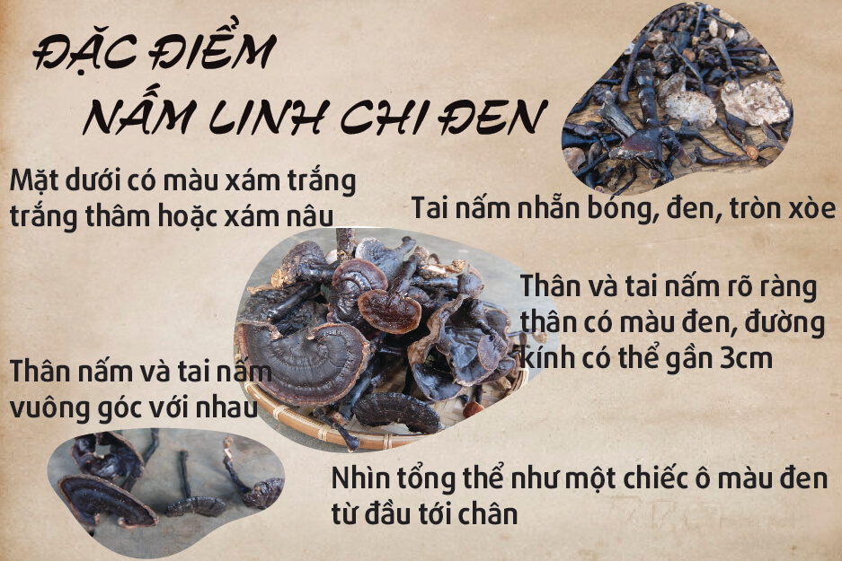 đặc điểm nấm linh chi đen đặc điểm nấm linh chi đen