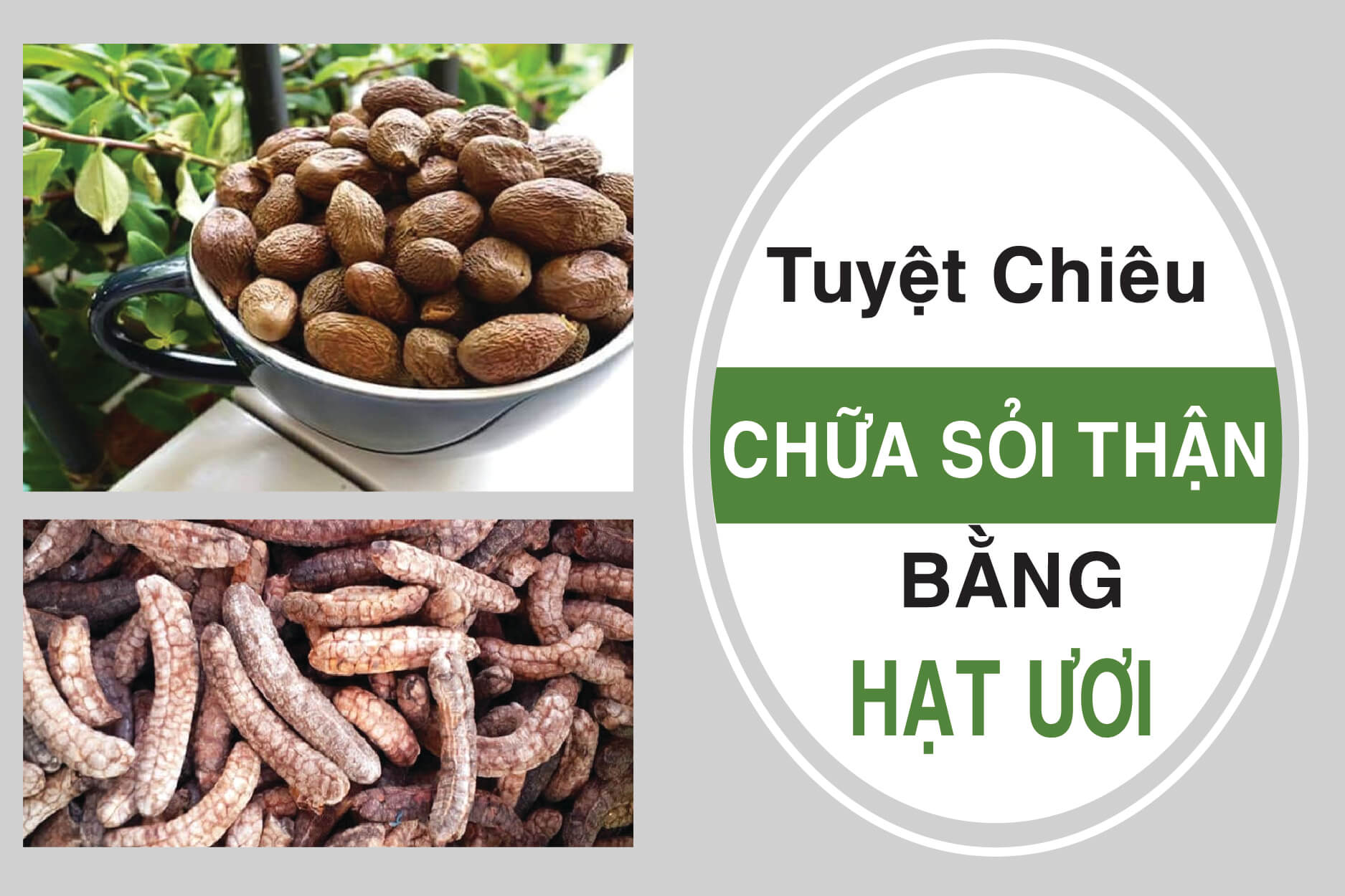 hặt đười ươi chữa gai cột sống