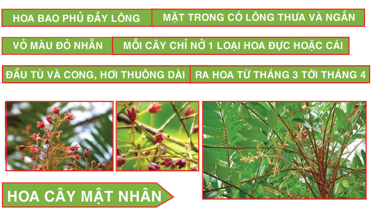 hoa cây mật nhân hoa cây mật nhân