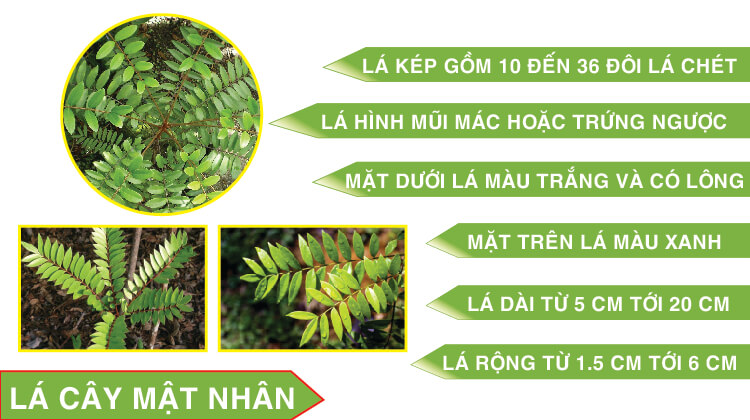 lá cây mật nhân lá cây mật nhân