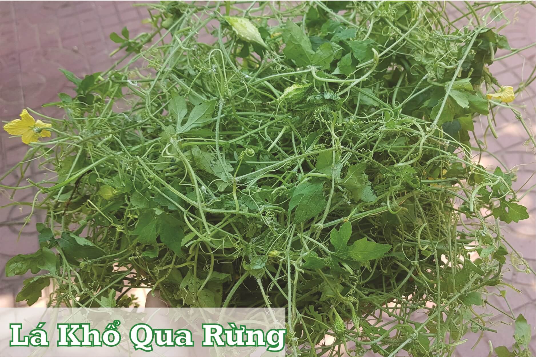 lá khổ qua rừng lá khổ qua rừng