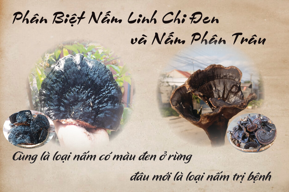 nấm cứt trâu nấm linh chi đen nấm cứt trâu nấm linh chi đen