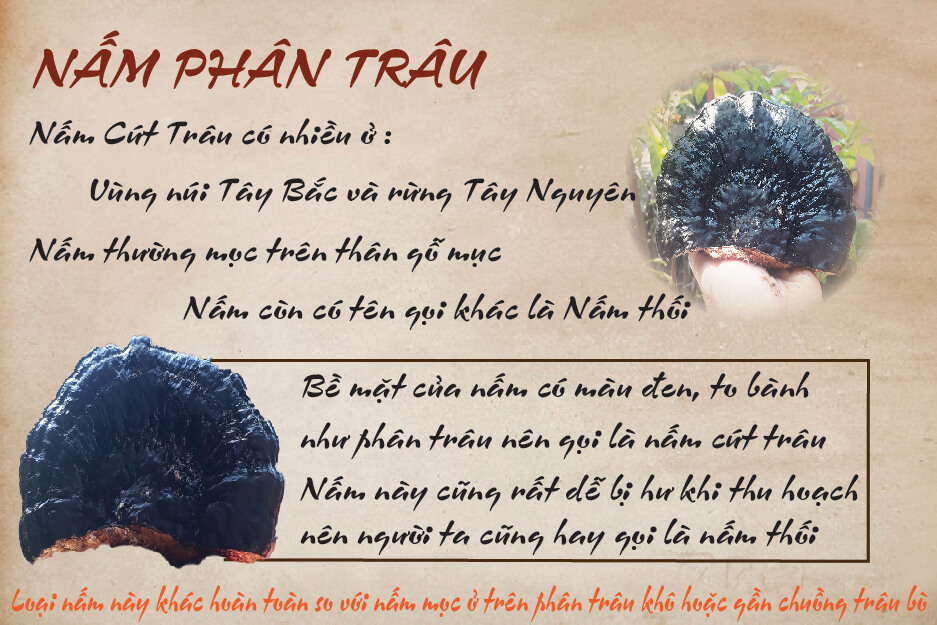 nấm cứt trâu nấm cứt trâu