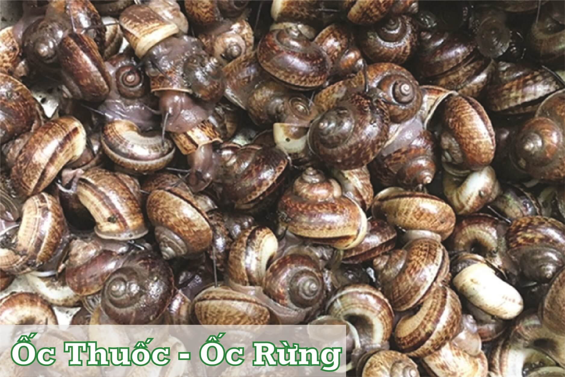ốc rừng kbang ốc rừng kbang