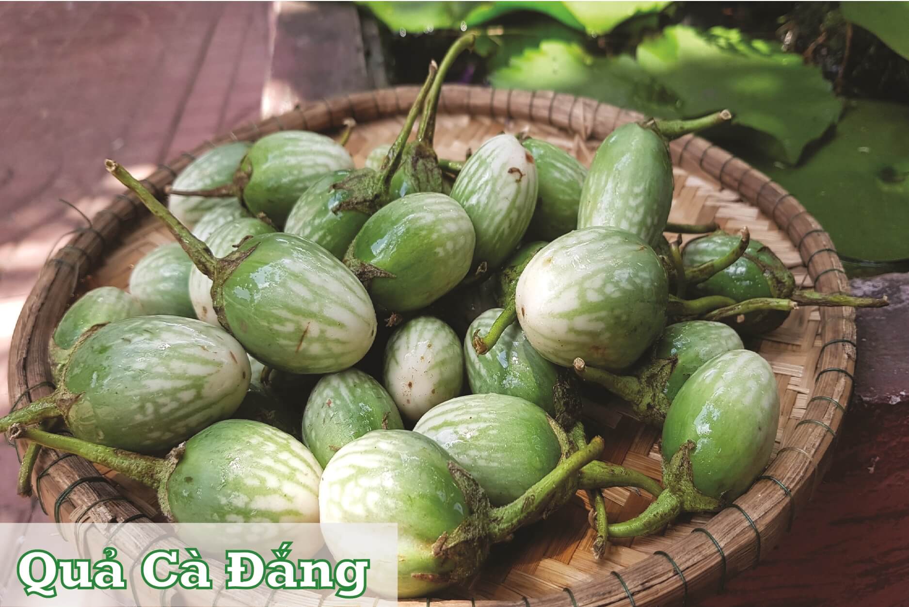 quả cà đắng quả cà đắng