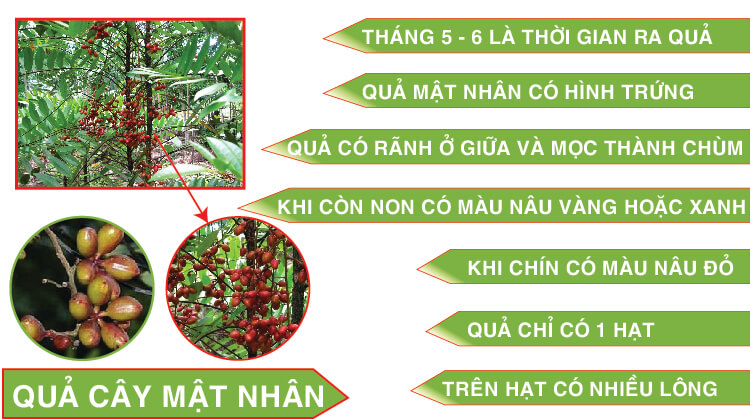 quả cây mật nhân quả cây mật nhân