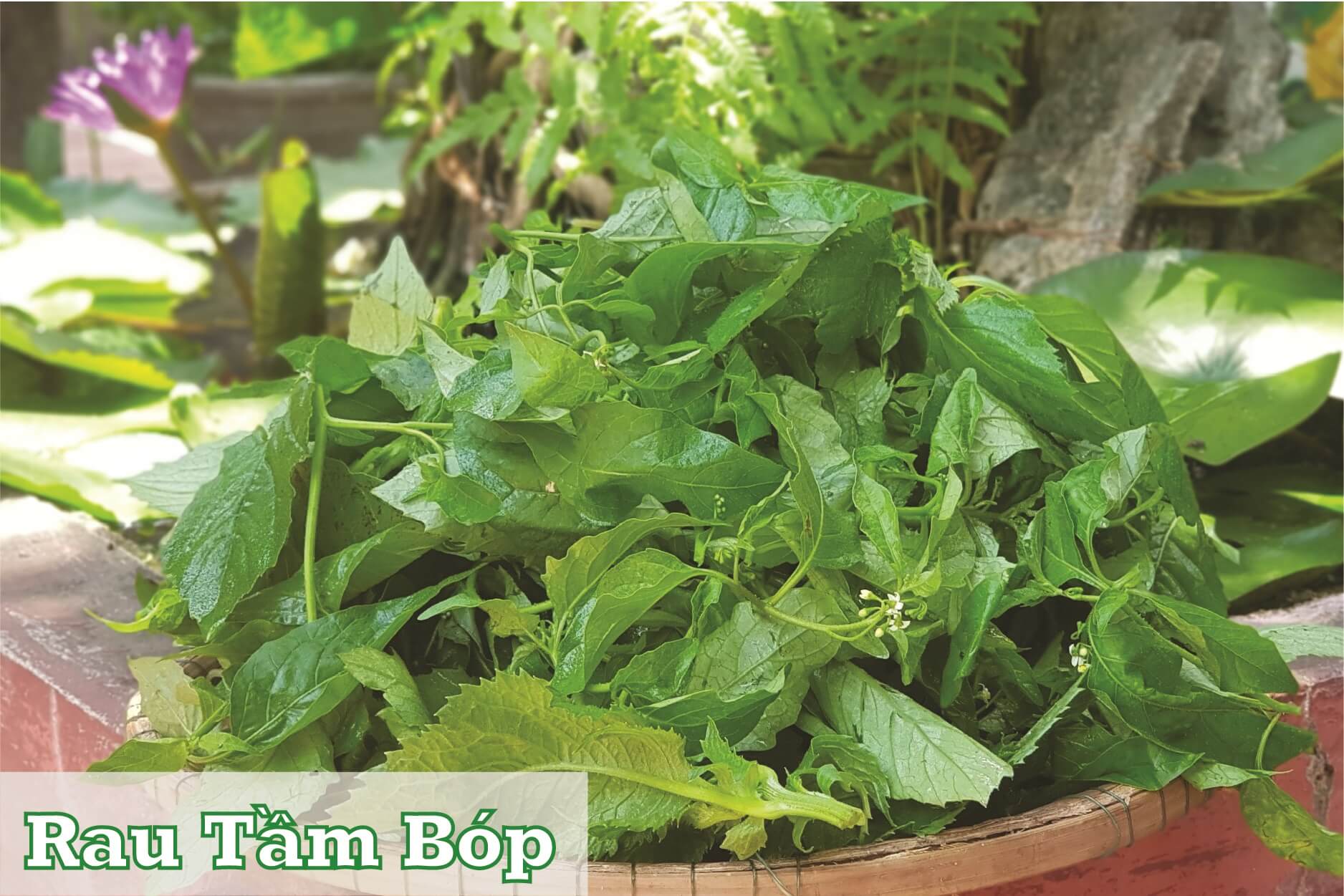 rau tầm bóp rau tầm bóp
