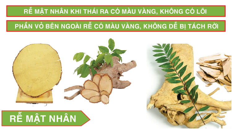 rễ mật nhân rễ mật nhân