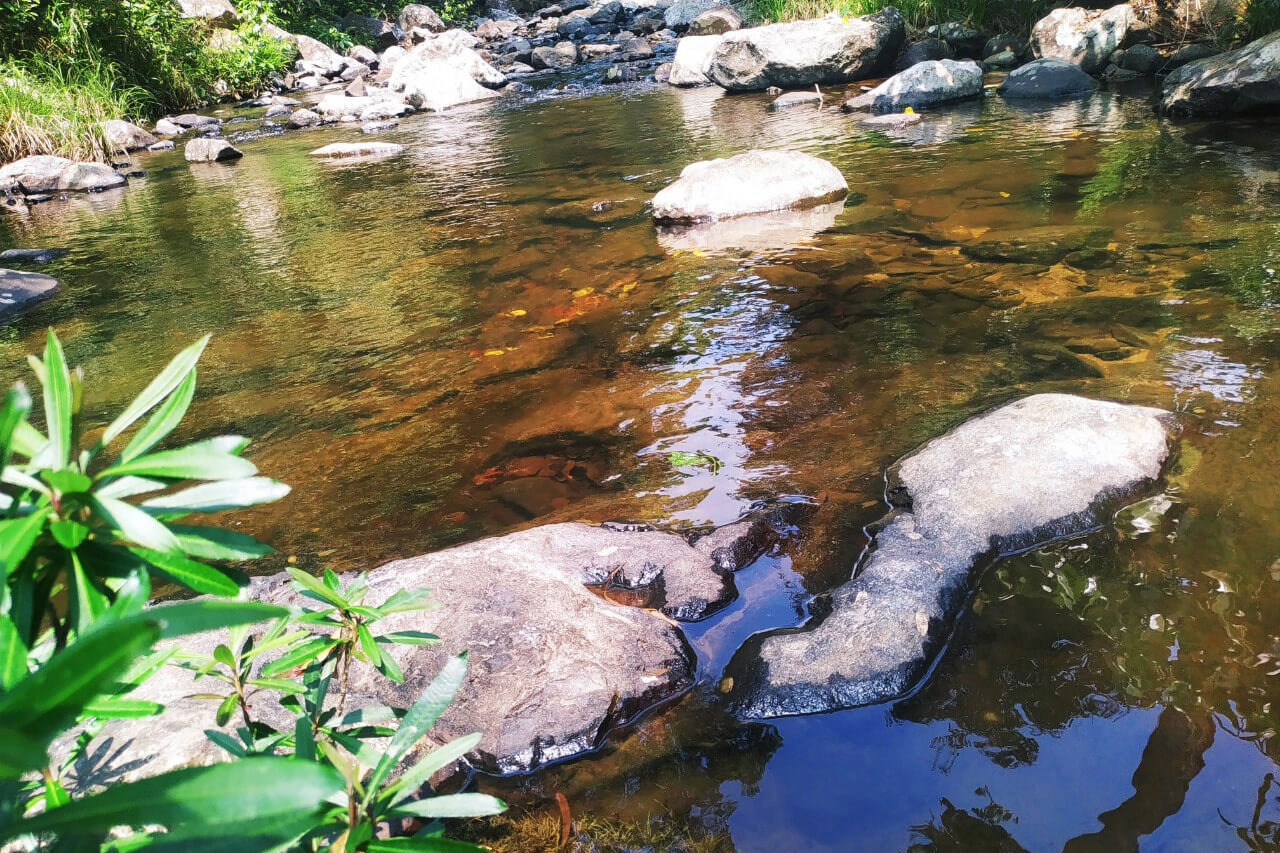 suối đường vào thác k50 suối đường vào thác k50