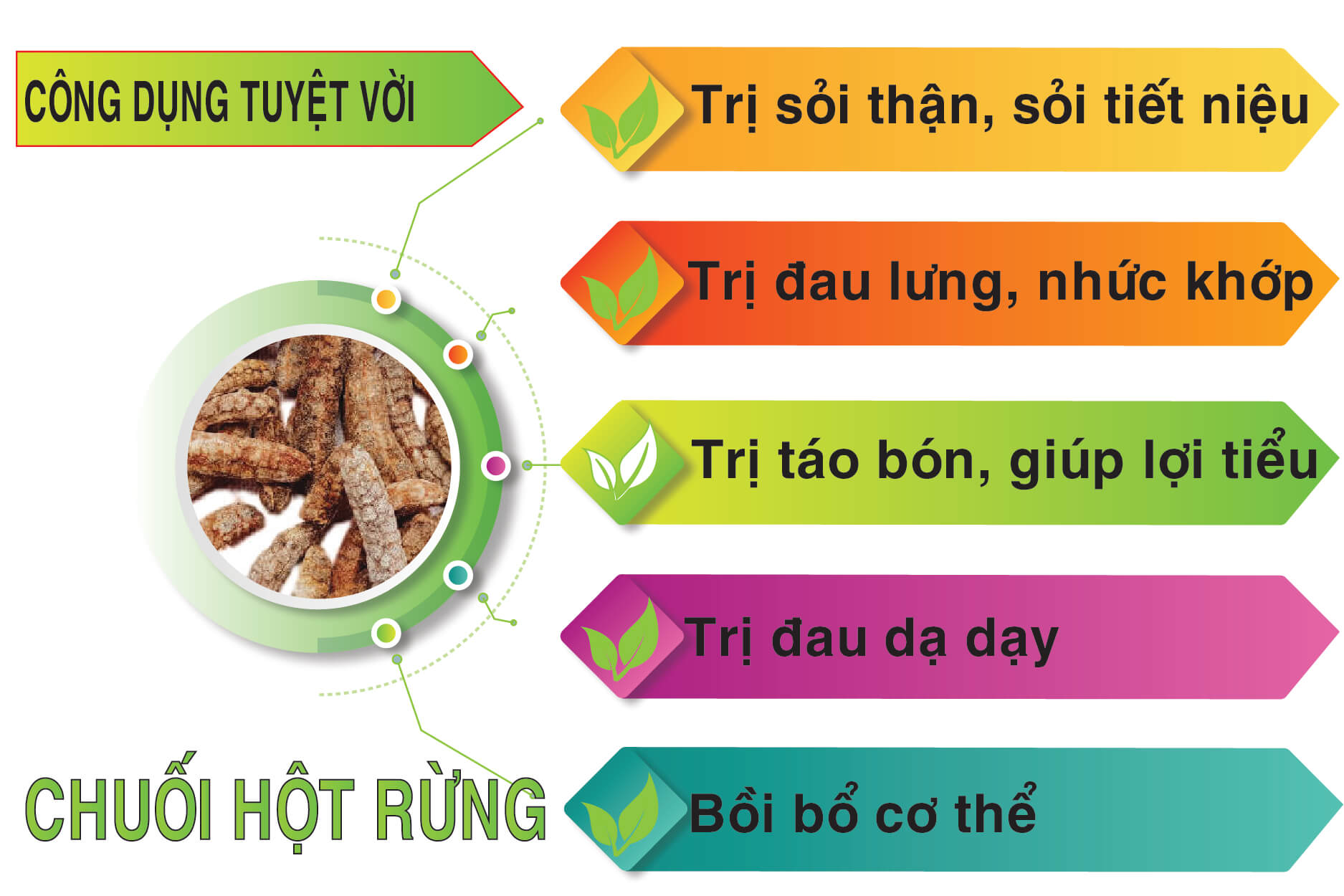 tác dụng của chuối hột rừng tác dụng của chuối hột rừng
