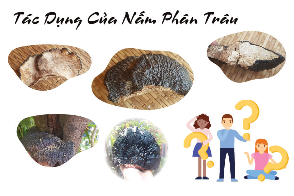 tác dụng của nấm cứt trâu tác dụng của nấm cứt trâu