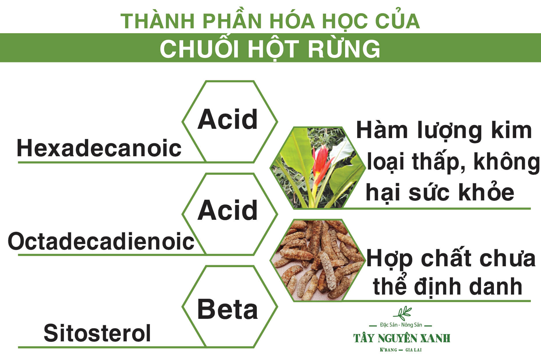 thành phần hóa học của chuối hột rừng thành phần hóa học của chuối hột rừng