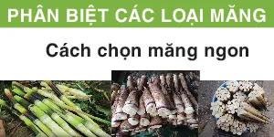 Tổng Hợp Các Loại Măng Trên Thị Trường Hiện Nay