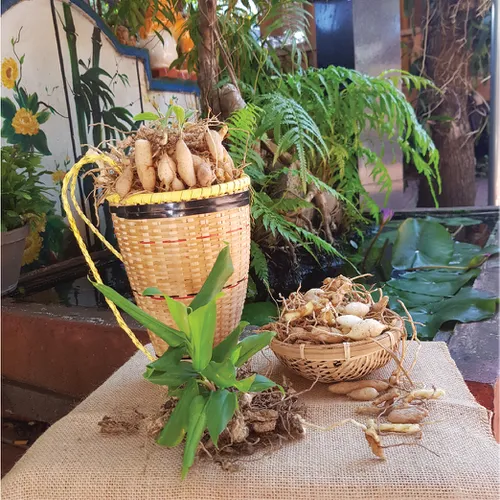 Sâm Đá Kbang Cây Sâm Khỏe