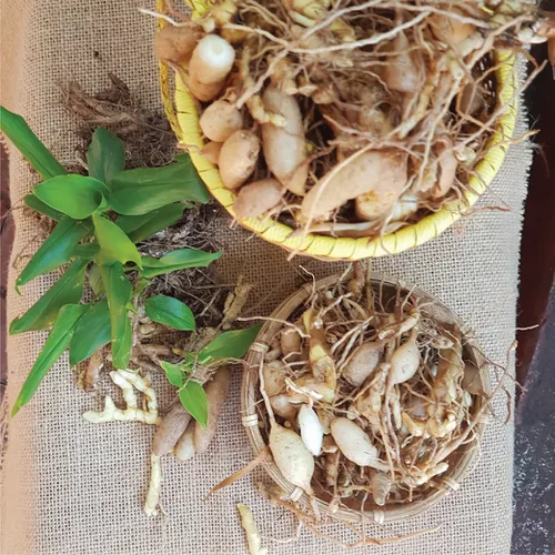 Sâm Đá Kbang Cây Sâm Khỏe