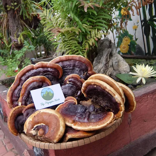Nấm Linh Chi Rừng - Hồng Chi