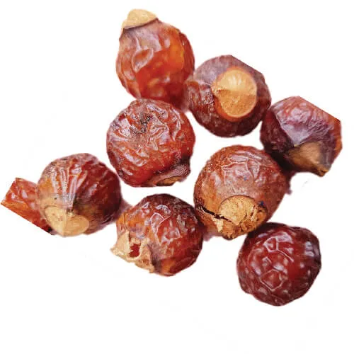 Quả Bồ Hòn