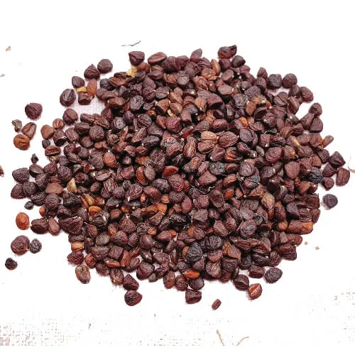 Hạt Dổi Rừng Tây Nguyên