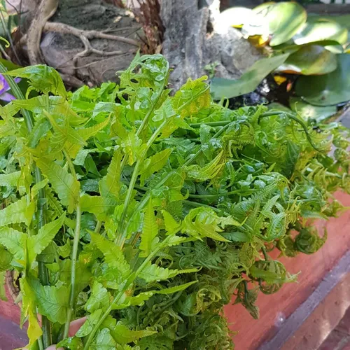 Rau Dớn Rừng