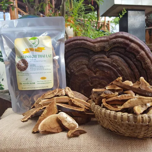 Nấm Linh Chi Rừng Thái Lát