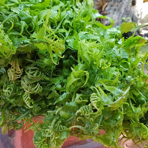 Rau Dớn Rừng