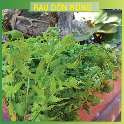 Rau Dớn Rừng