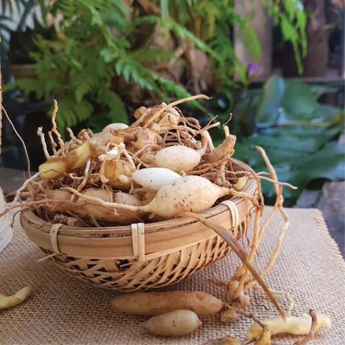 Sâm Đá Kbang Cây Sâm Khỏe