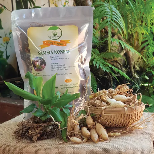 Sâm Đá Kbang Cây Sâm Khỏe