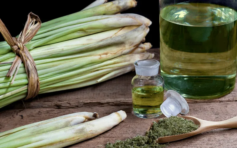 Cách làm tinh dầu sả tự nhiên từ A-Z dùng để xông hương phòng