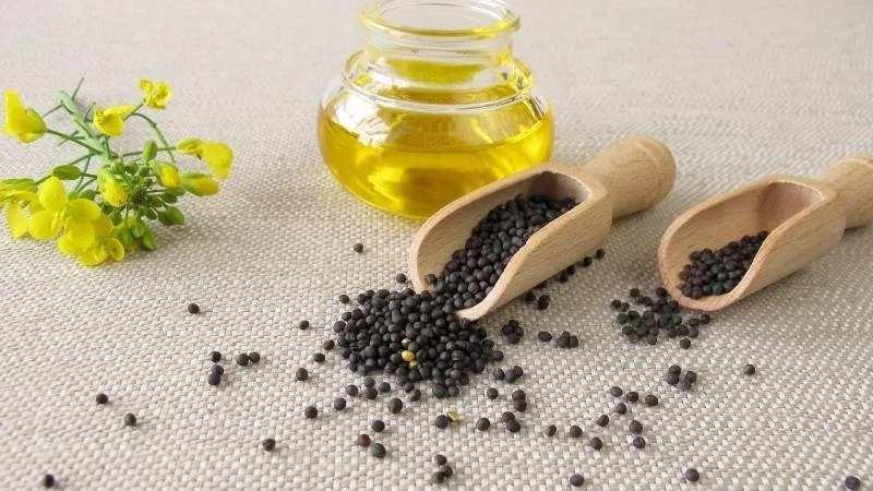 Dầu hạt cải có tốt không Dầu hạt cải có tốt không-1
