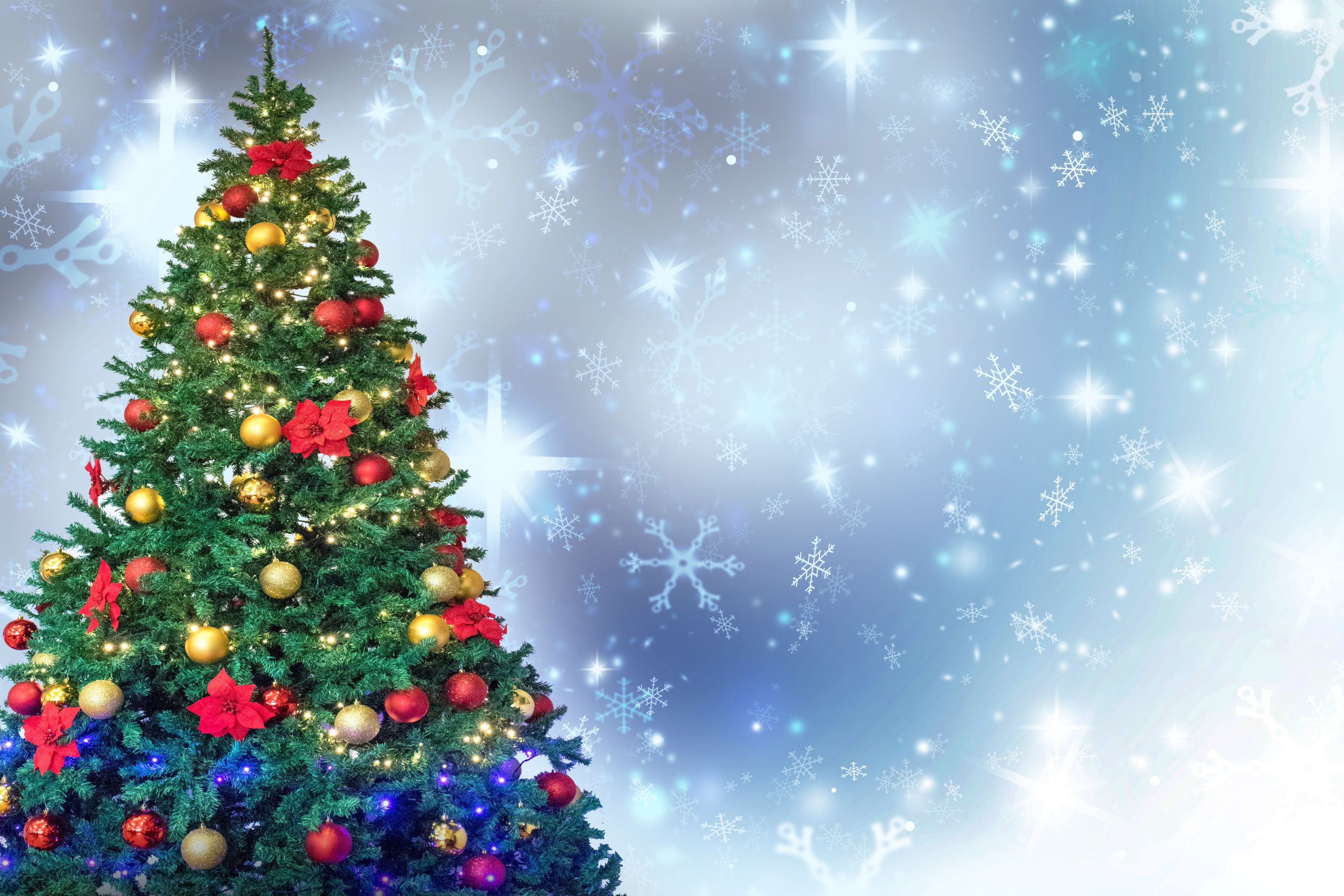 Hình nền cây thông Noel – Biểu tượng mùa lễ hội