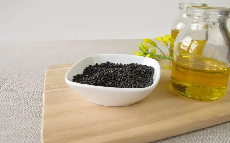 Dầu hạt cải có thể hỗ trợ kiểm soát cholesterol Dầu hạt cải có thể hỗ trợ kiểm soát cholesterol