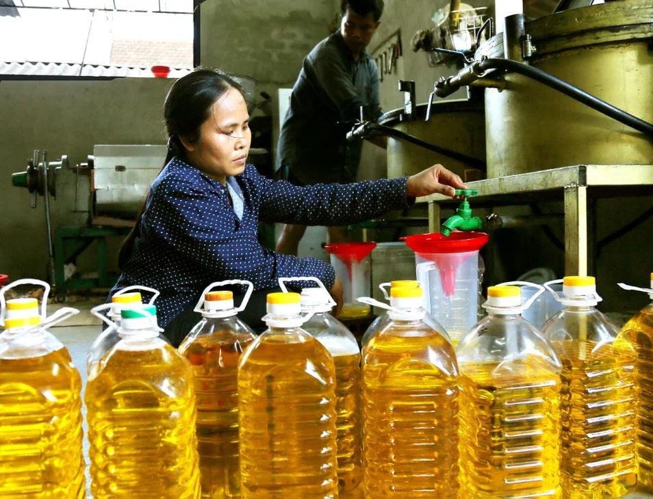 Dầu lạc có rán được không? Tác dụng của dầu lạc và liệu dầu lạc có béo không?