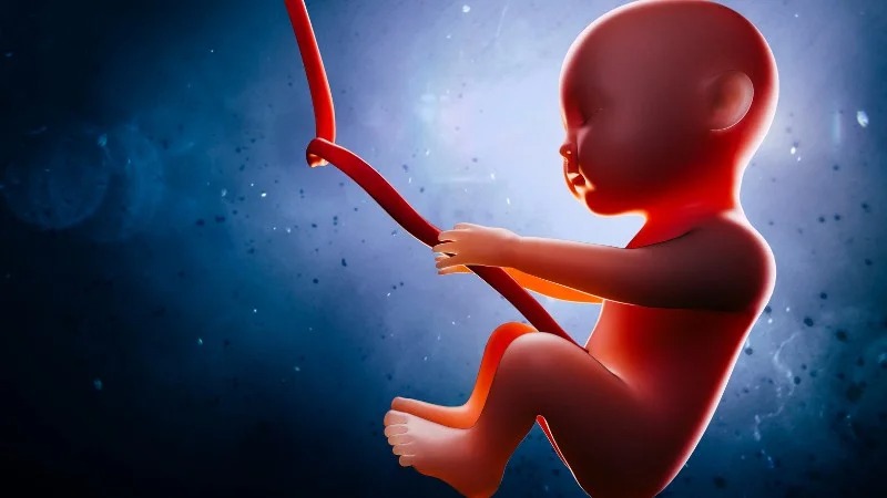 Dầu tía tô có thể gây ảnh hưởng tới thai nhi Dầu tía tô có thể gây ảnh hưởng tới thai nhi