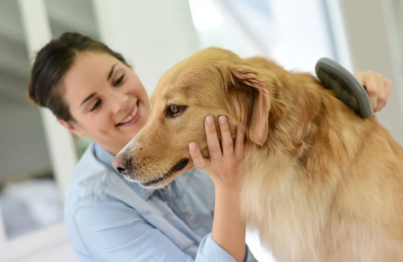 Làm cách nào để hết lông chó mèo trong nhà? Mẹo vặt dọn sạch lông chó mèo trong nhà
