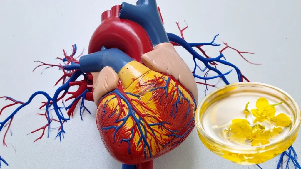 Sử dụng dầu hạt cải thay thế dầu động vật hỗ trợ tim mạch Sử dụng dầu hạt cải thay thế dầu động vật hỗ trợ tim mạch