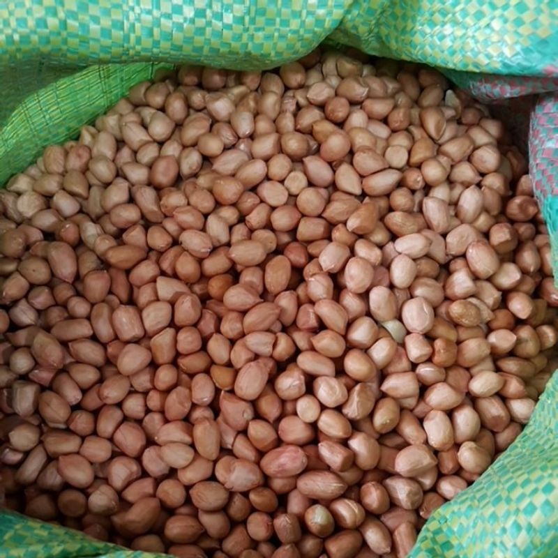 Chọn lựa lạc – đậu phộng đạt chuẩn Cách ép dầu lạc (dầu đậu phộng) tại nhà - Hướng dẫn chi tiết