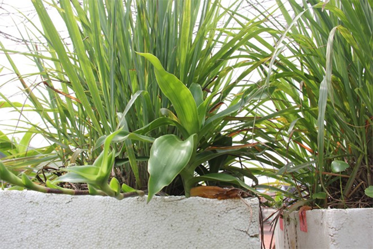 Cách Đuổi Muỗi, Diệt Muỗi Hiệu Quả Cách Đuổi Muỗi, Diệt Muỗi Hiệu Quả